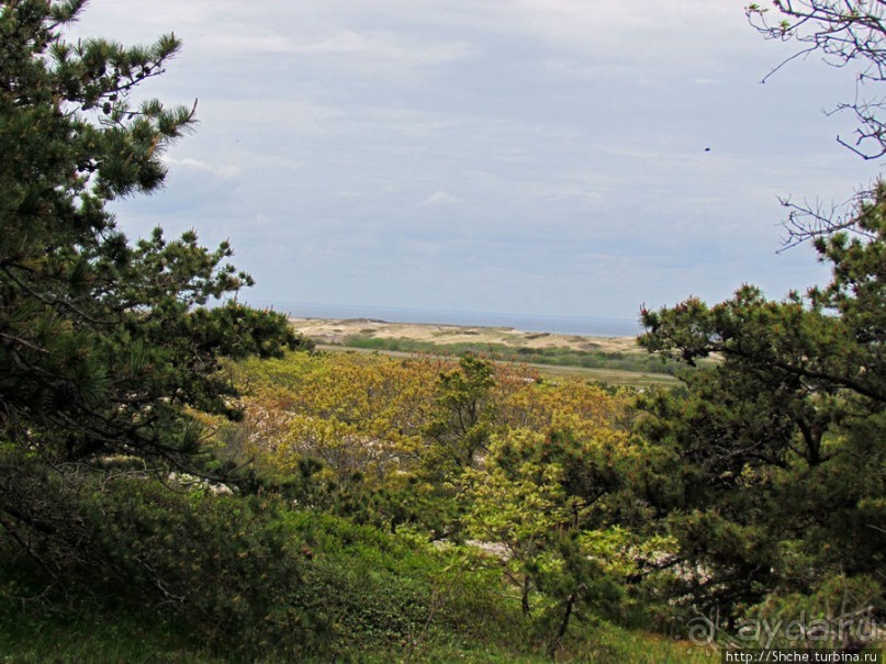Цветущие дюны мыса Кейп-Код. Пешком по пескам