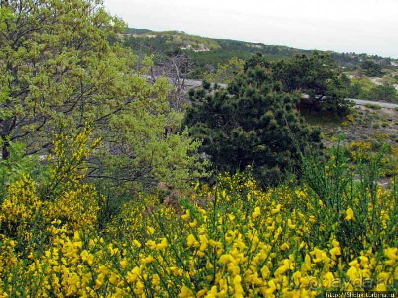 Цветущие дюны мыса Кейп-Код. Пешком по пескам