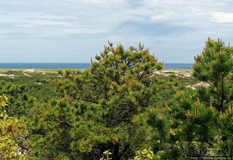 Цветущие дюны мыса Кейп-Код. Пешком по пескам