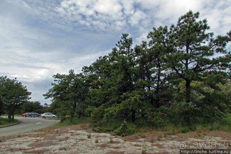 Цветущие дюны мыса Кейп-Код. Пешком по пескам