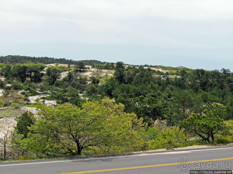 Цветущие дюны мыса Кейп-Код. Пешком по пескам