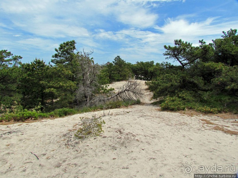 Цветущие дюны мыса Кейп-Код. Пешком по пескам