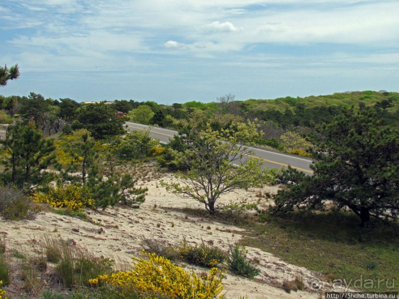 Цветущие дюны мыса Кейп-Код. Пешком по пескам