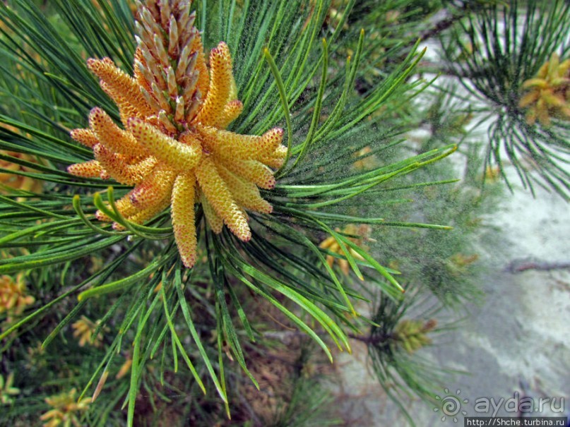 Цветущие дюны мыса Кейп-Код. Пешком по пескам