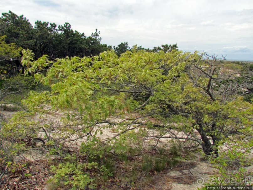 Цветущие дюны мыса Кейп-Код. Пешком по пескам