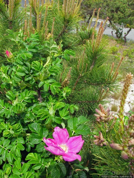 Цветущие дюны мыса Кейп-Код. Пешком по пескам