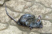 Семь цветов, но не радуга? Семицветная дюна на Маврикии