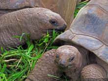 Семь цветов, но не радуга? Семицветная дюна на Маврикии