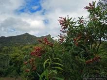 Семь цветов, но не радуга? Семицветная дюна на Маврикии