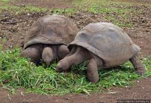 Семь цветов, но не радуга? Семицветная дюна на Маврикии