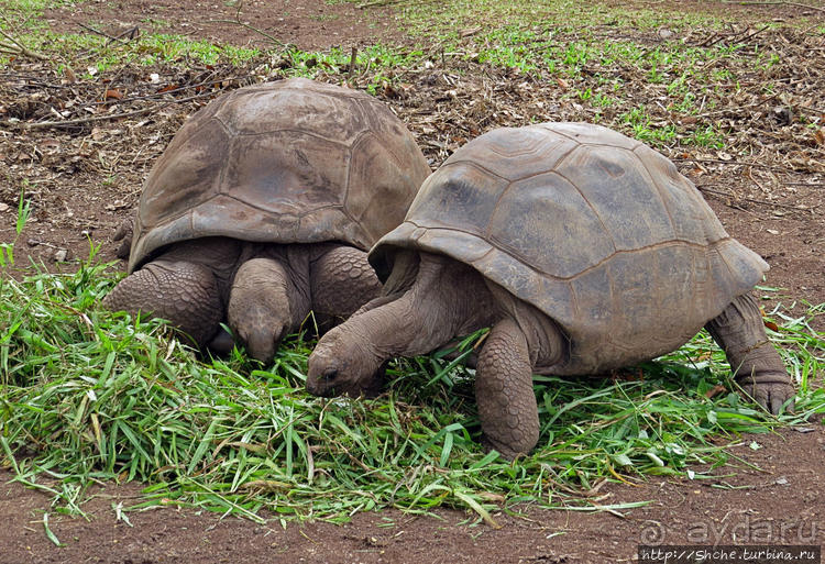 Семь цветов, но не радуга? Семицветная дюна на Маврикии