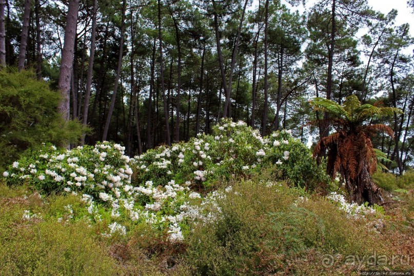 "Священные воды" Wai O Tapu
