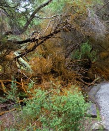 Альбом отзыва ""Священные воды" Wai O Tapu"