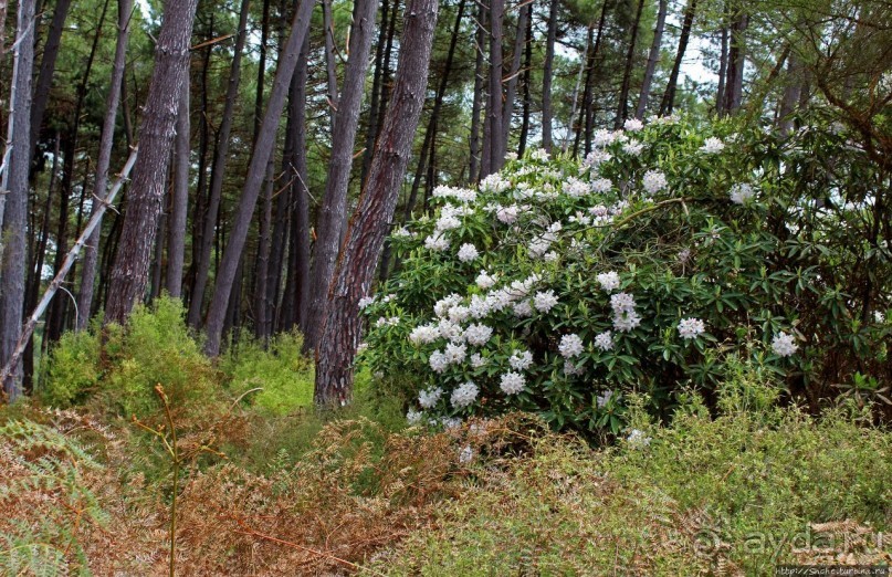 "Священные воды" Wai O Tapu