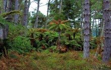 "Священные воды" Wai O Tapu