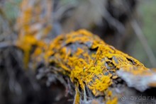 Альбом отзыва ""Священные воды" Wai O Tapu"