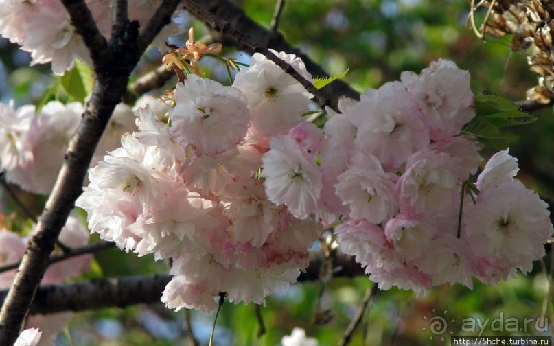 Станция старого почтового тракта — кусочек истинной Японии