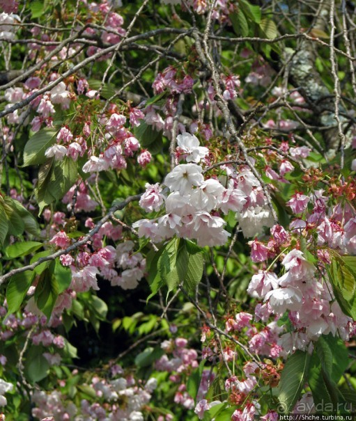 Станция старого почтового тракта — кусочек истинной Японии