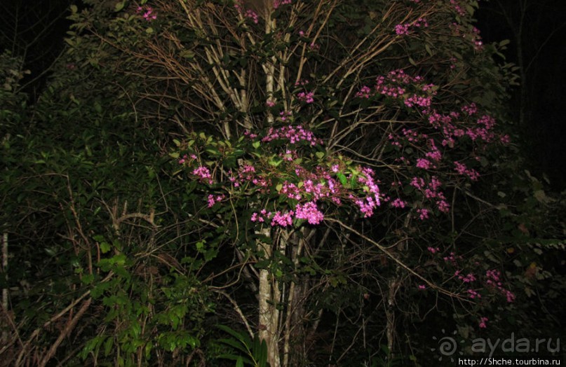 Не ходите ночью в Африку гулять...