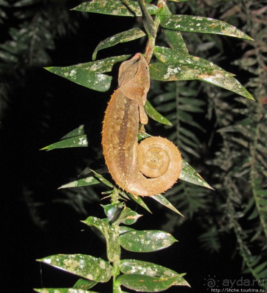 Не ходите ночью в Африку гулять...