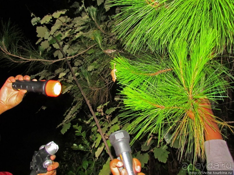 Не ходите ночью в Африку гулять...