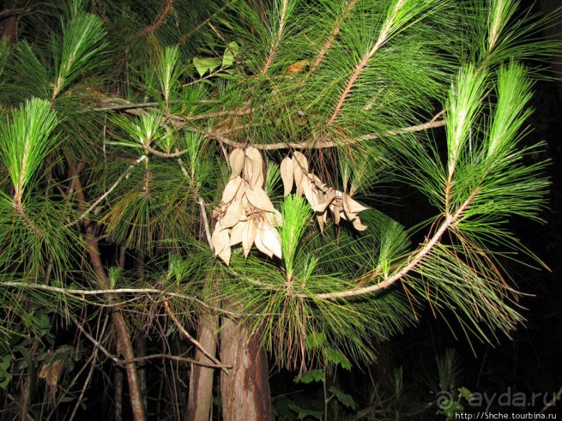 Не ходите ночью в Африку гулять...