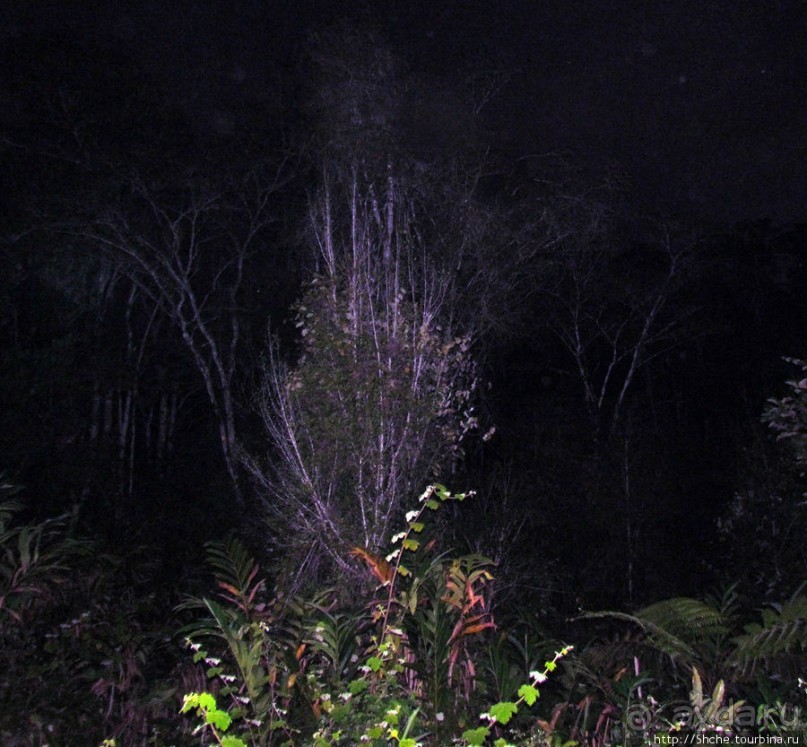 Не ходите ночью в Африку гулять...