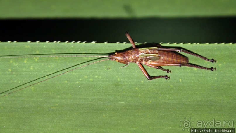 Не ходите ночью в Африку гулять...