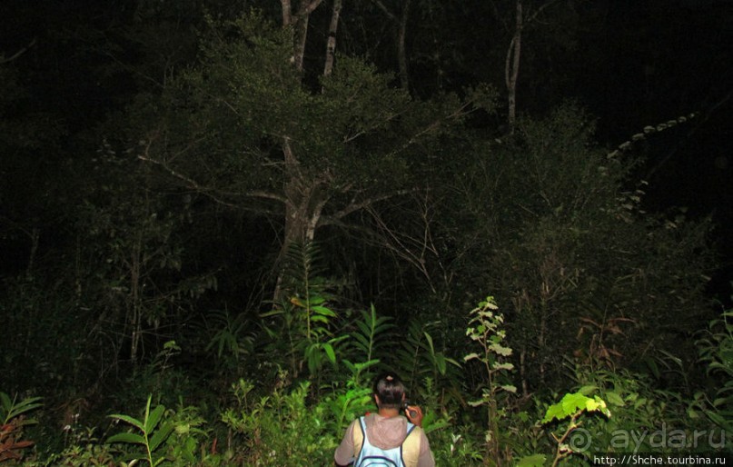 Не ходите ночью в Африку гулять...