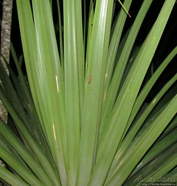 Не ходите ночью в Африку гулять...