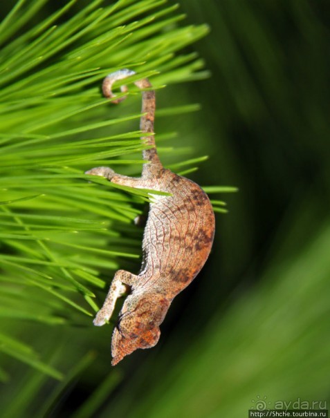 Не ходите ночью в Африку гулять...