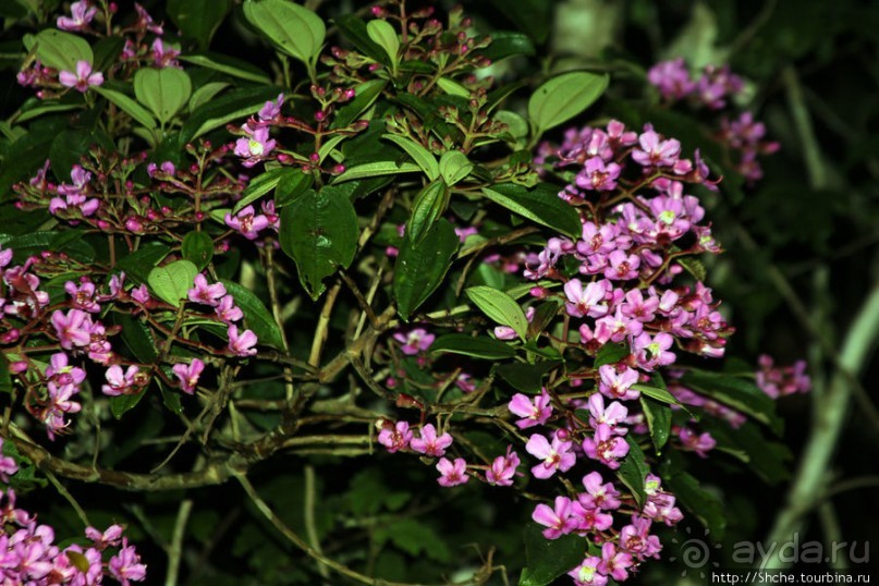 Не ходите ночью в Африку гулять...