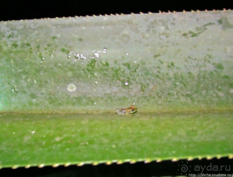 Не ходите ночью в Африку гулять...