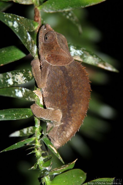 Не ходите ночью в Африку гулять...