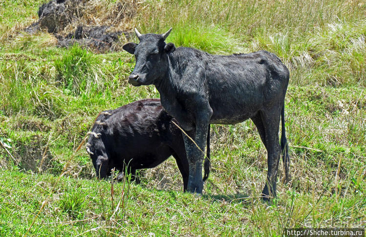 А не отведать ли жареной тилапии?