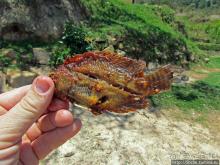 А не отведать ли жареной тилапии?