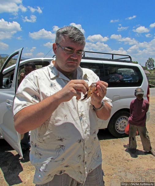 А не отведать ли жареной тилапии?