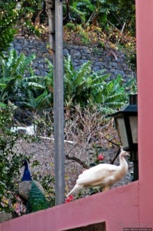 Рибейра Брава. В каменном мешке