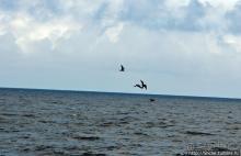 Экскурсия на остров Санта Фе — что хорошо, что плохо