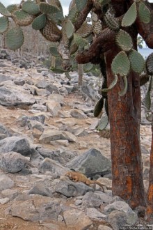 Экскурсия на остров Санта Фе — что хорошо, что плохо