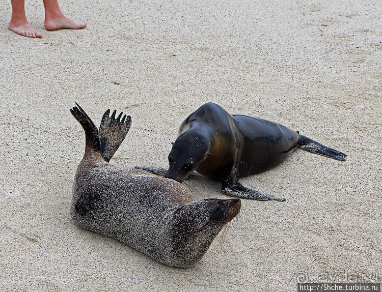 Экскурсия на остров Санта Фе — что хорошо, что плохо