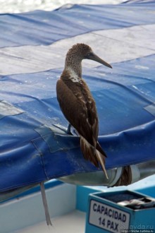 Экскурсия на остров Санта Фе — что хорошо, что плохо