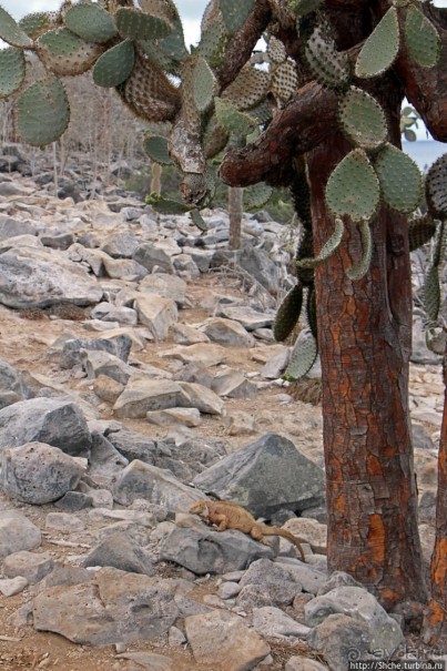 Экскурсия на остров Санта Фе — что хорошо, что плохо