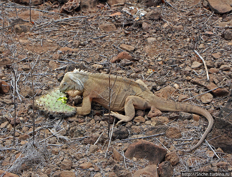 Экскурсия на остров Санта Фе — что хорошо, что плохо