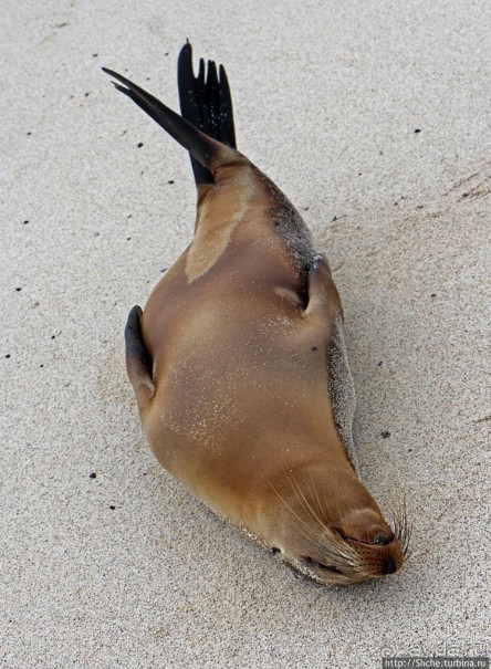 Экскурсия на остров Санта Фе — что хорошо, что плохо