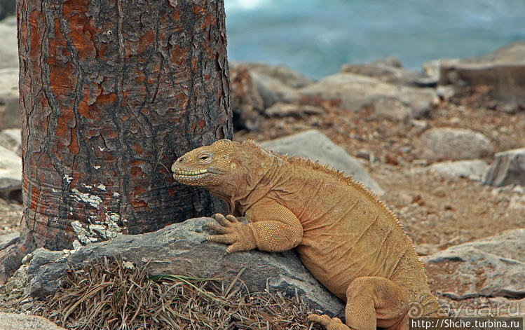 Экскурсия на остров Санта Фе — что хорошо, что плохо