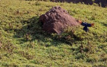 Водопады Голубого Нила. И не так уж плохо