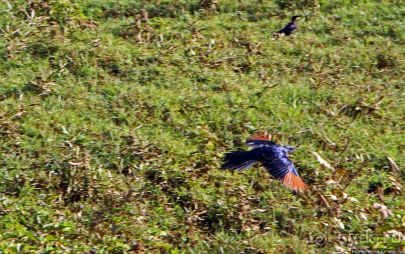 Водопады Голубого Нила. И не так уж плохо
