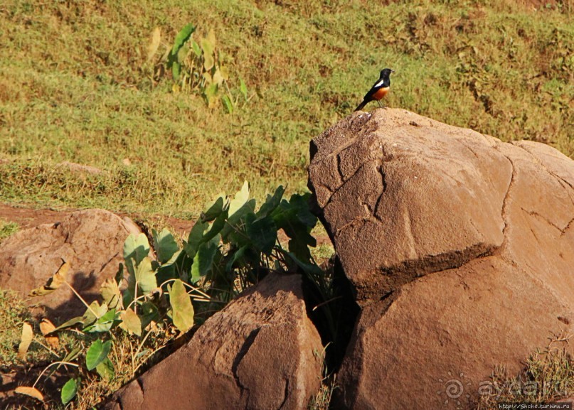 Водопады Голубого Нила. И не так уж плохо