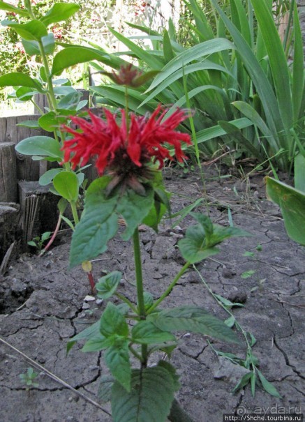 " Червону руту не шукай вечорами...". А как выглядит "рута"?